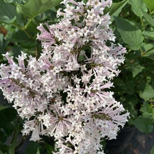 Syringa pubescens ssp. patula Miss Kim