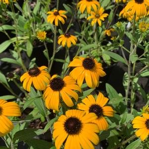 Rudbeckia American Gold Rush