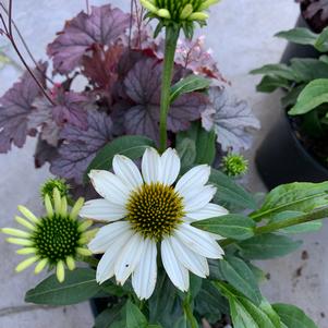 Echinacea Powwow White