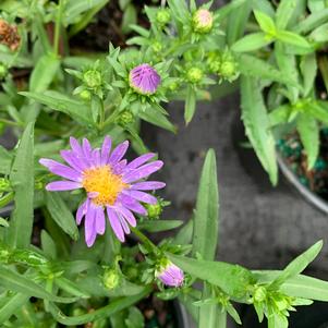 Aster dumosus Woods Blue