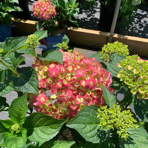 Hydrangea macrophylla Endless Summer® Summer Crush®(PP30359) 