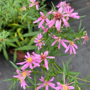 Aster novae angliae Kickin Pink Chiffon