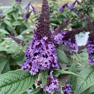 Buddleia Pugster Blue® (PP28794) 