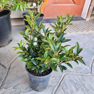 Sarcococca humilis 