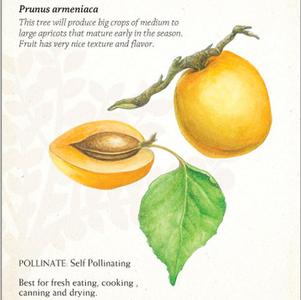 Fruit - Apricot Chinese Dwarf