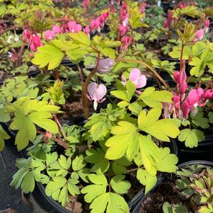 Dicentra spectabilis Yellow Leaf