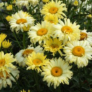 Leucanthemum x superbum Goldfinch