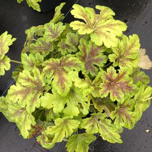 Heucherella Gold Zebra