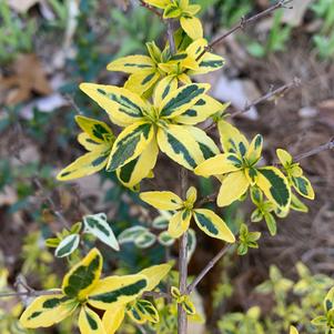 Abelia grandiflora Twist Of Lime