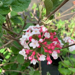 Viburnum Carlesii 