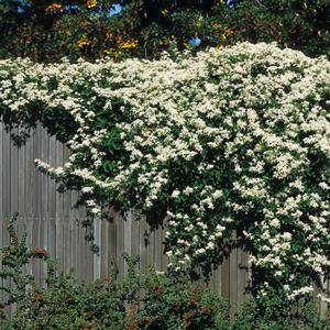 Clematis paniculata 