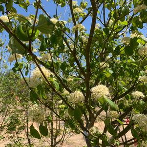 Cornus alternifolia 