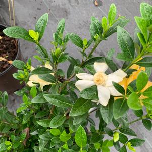 Gardenia jasminoides Jubilation™ (Pp21983) 