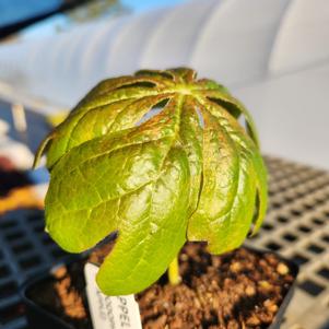 Podophyllum peltatum 