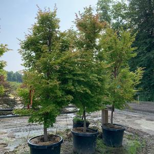 Acer palmatum Sango Kaku