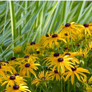 Rudbeckia fulgida Goldsturm