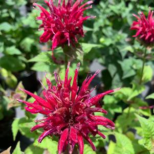 Monarda didyma Fireball