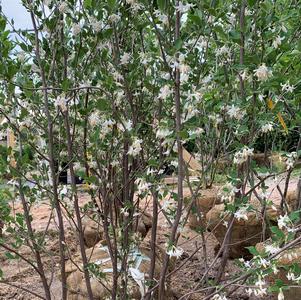 Styrax americanus Baby Blue