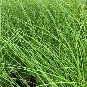 Carex stricta 