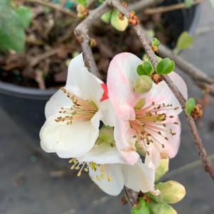 Chaenomeles speciosa Toyo-nishiki