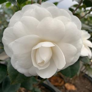 Camellia japonica White By The Gate