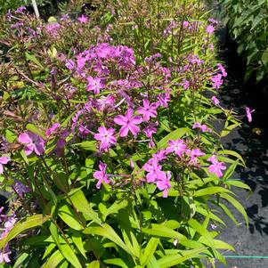 Phlox carolina Kim