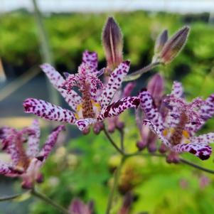 Tricyrtis sinonome 