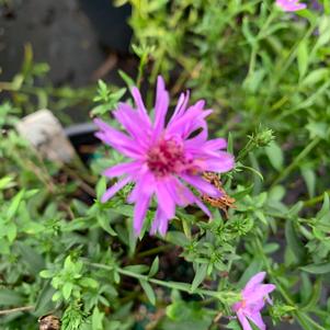 Aster dumosus Wood's Purple