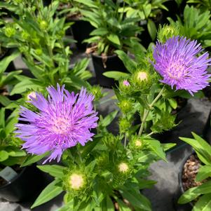 Stokesia laevis Peachies Pick