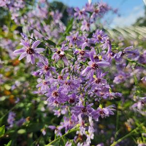 Adter cordifolius Little Carlow