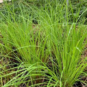 Carex vulpinoidea 