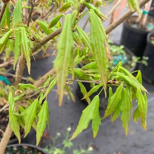 Acer buergeranum Mino Yatsubusa