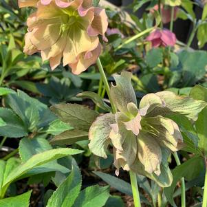 Helleborus x Mother of the Bride