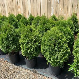 Thuja occidentalis Holmstrup