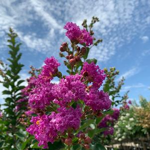 Lagerstroemia indica Autaugaville