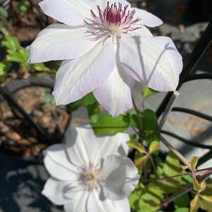 Clematis Mrs. Bateman