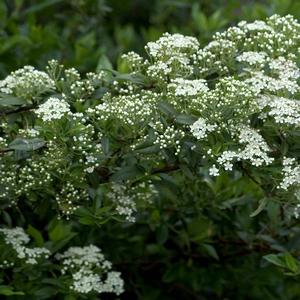 Pyracantha x Mohave