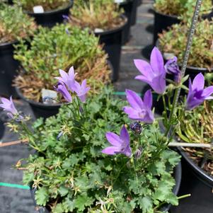 Campanula Birch Hybrid