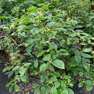 ILEX VERTICILLATA APOLLO