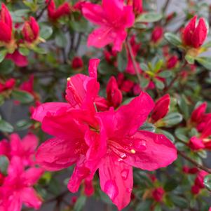 Azalea-Rhododendron Kurume hybrid Hinodegiri