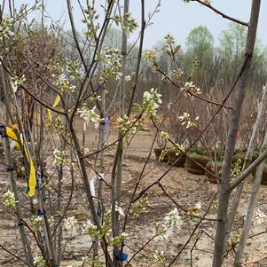 Amelanchier lamarckii 