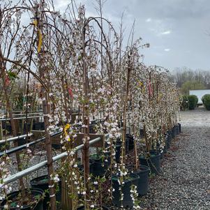 Prunus Snow Fountains® 