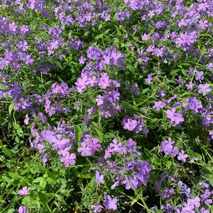 Phlox divaricata Blue Moon