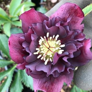 Helleborus Dashing Groomsmen