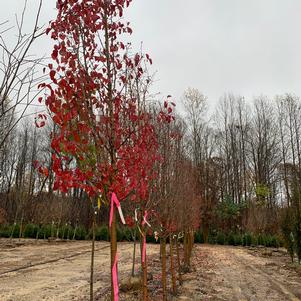 Pyrus calleryana Chanticleer