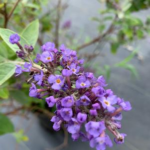 Buddleia Flutterby Petite® Blue Heaven (PP22069) 