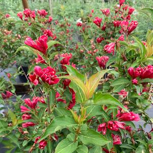 Weigela florida Sonic Bloom® Red (PP25132) 