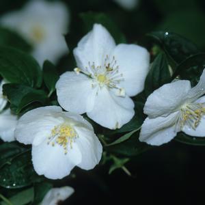 Philadelphus x virginalis Natchez