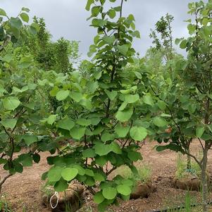 Styrax obassia 