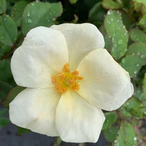 Rosa Knockout® White(PP20273) 